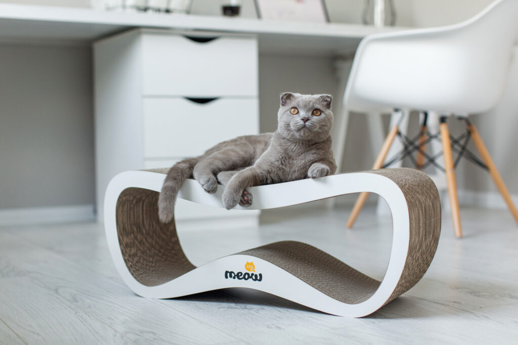 meow-photo-interior-main